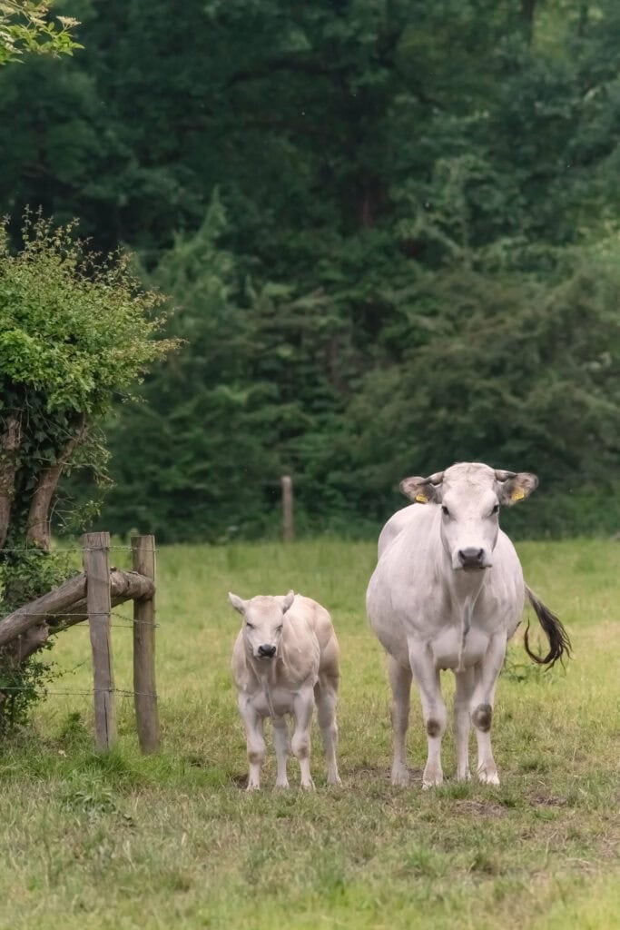 Witte koe en kalf in groene weide